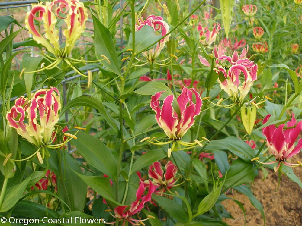 Specialty cut flowers grown on the Oregon Coast