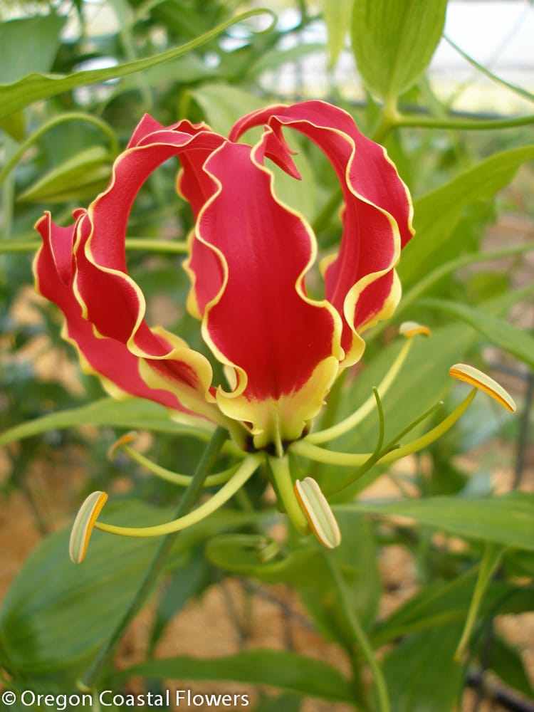 7.10.18 Gloriosa Lily Long Stem Vine Flowers