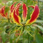 Sustainably Grown Gloriosa Lily | Oregon Coastal Flowers LLC Sustainably Grown Gloriosa Lily