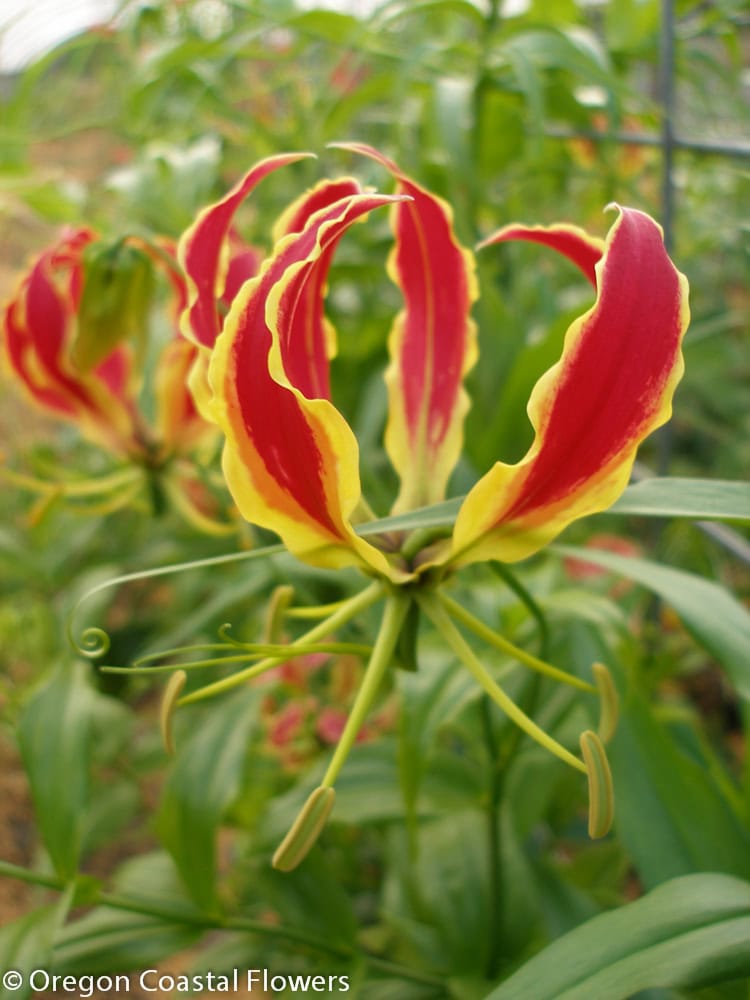 Sustainably Grown Gloriosa Lily | Oregon Coastal Flowers LLC Sustainably Grown Gloriosa Lily