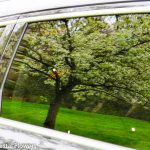 Cherry Trees | Oregon Coastal Flowers LLC Cherry Trees