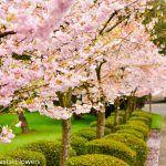 Flowering Pink Cherry