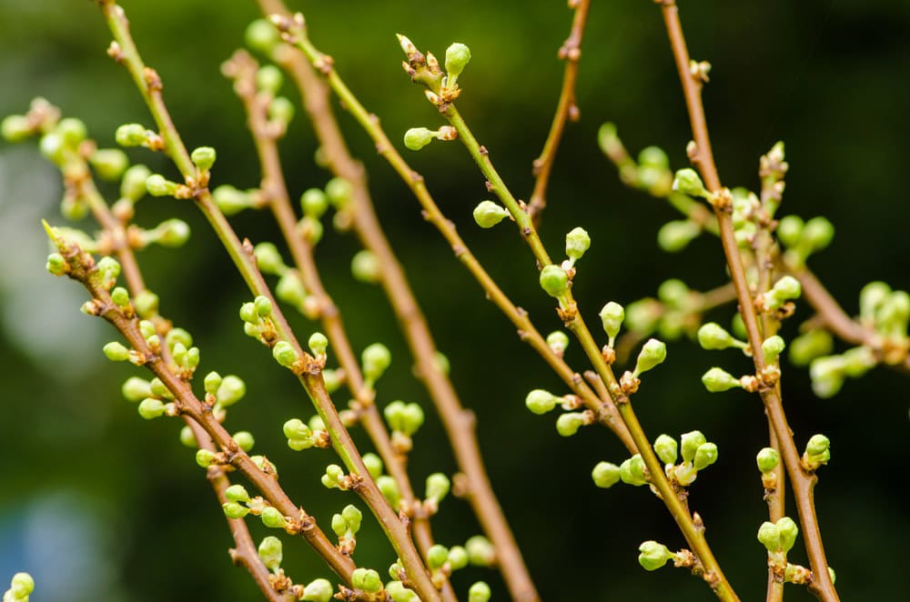 Flowering Plum Branches