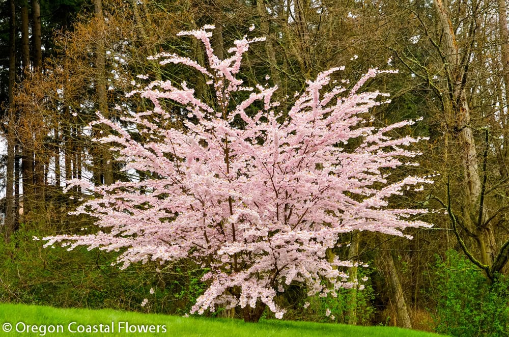 Double Pink Cherry Blossom Branches in Bulk