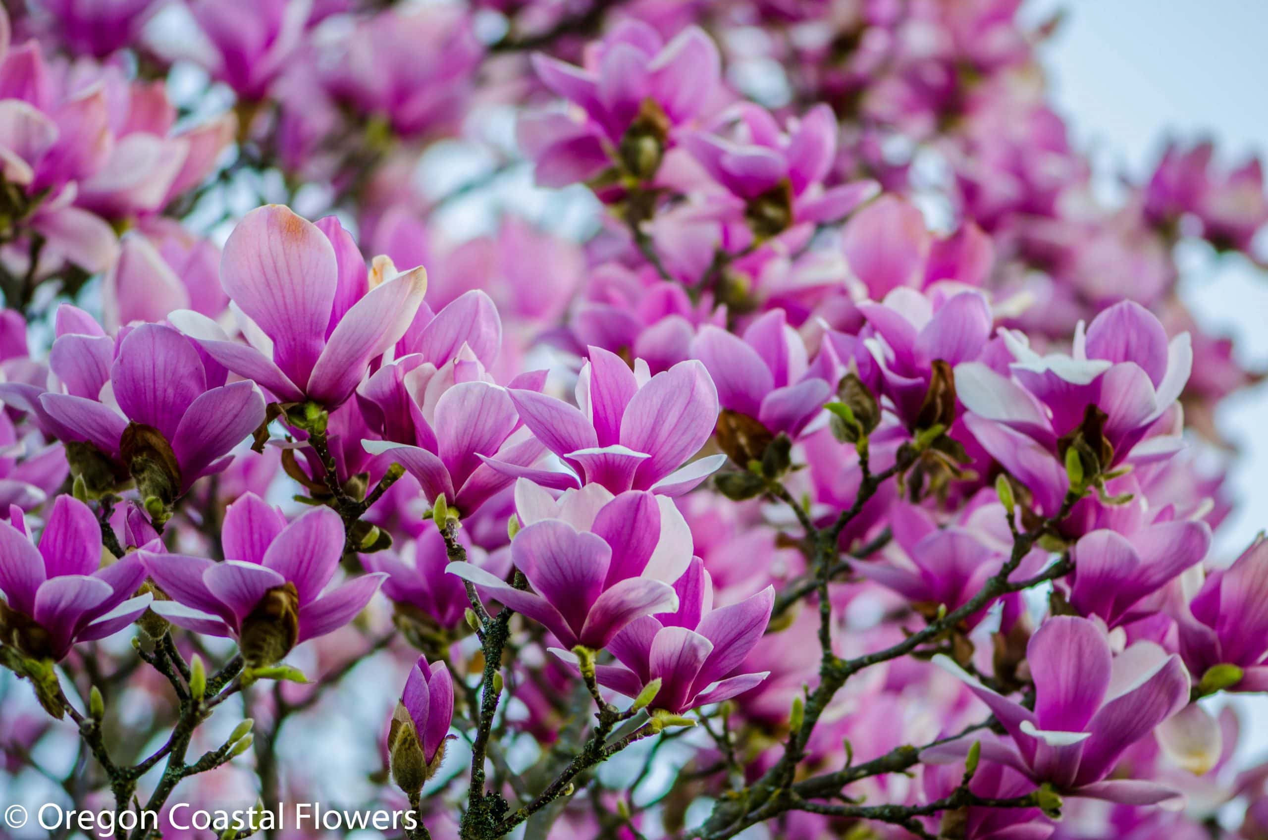 Pink Tulip Magnolia Flowers & Branches