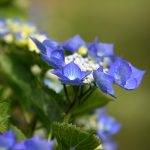 Blue Lacecap Hydrangea | Oregon Coastal Flowers LLC Blue Lacecap Hydrangea
