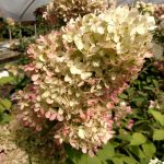 Antique Limelight Hydrangea | Oregon Coastal Flowers LLC Antique Limelight Hydrangea