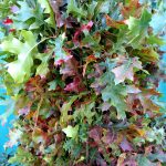 Fall Red Oak Leaves | Oregon Coastal Flowers LLC Fall Red Oak Leaves