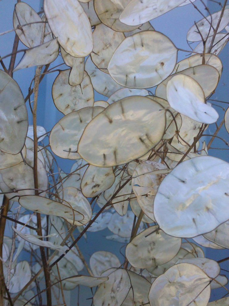 Dried lunaria