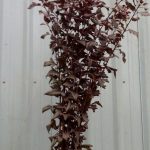 Ninebark | Oregon Coastal Flowers LLC Ninebark