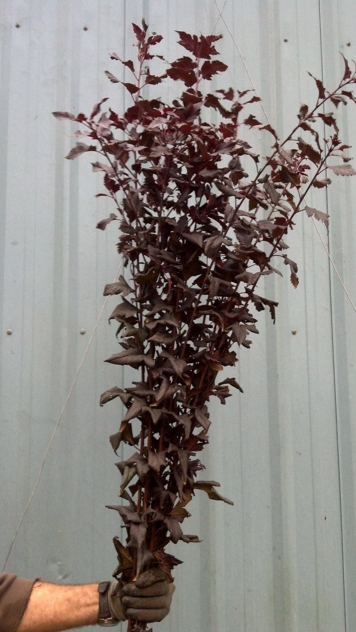 Ninebark | Oregon Coastal Flowers LLC Ninebark