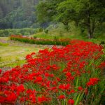 Red Montbretia