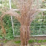birch branches