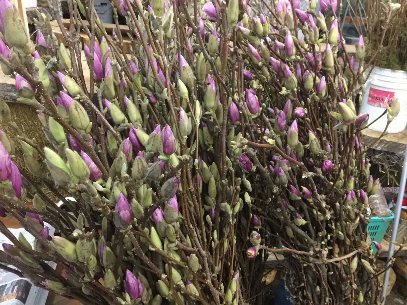 Budded tulip magnolia just before opening