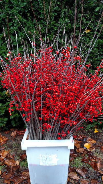 Red Ilex, Winterberry