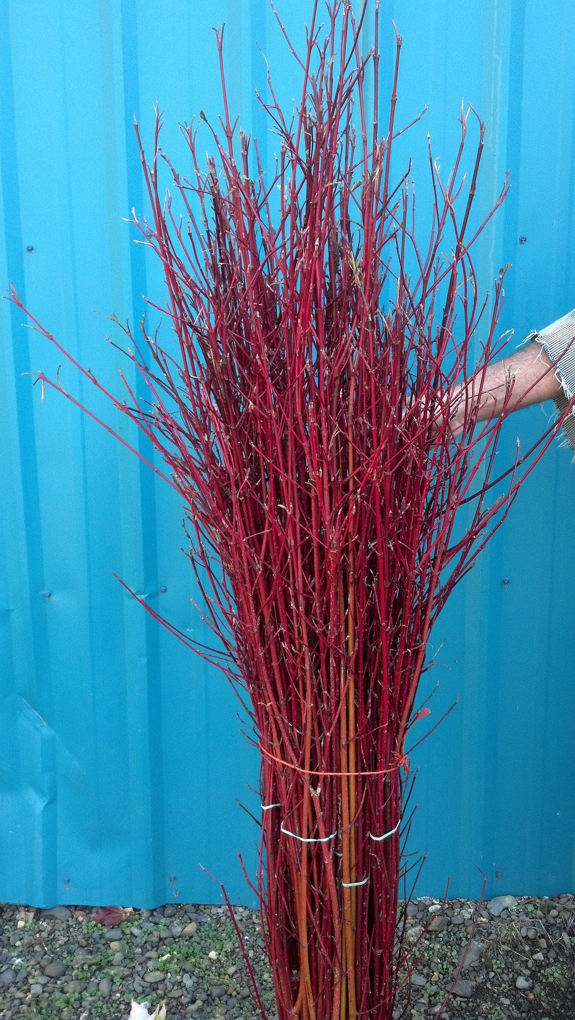 Red Dogwood Sticks and Specialty Winter Branches