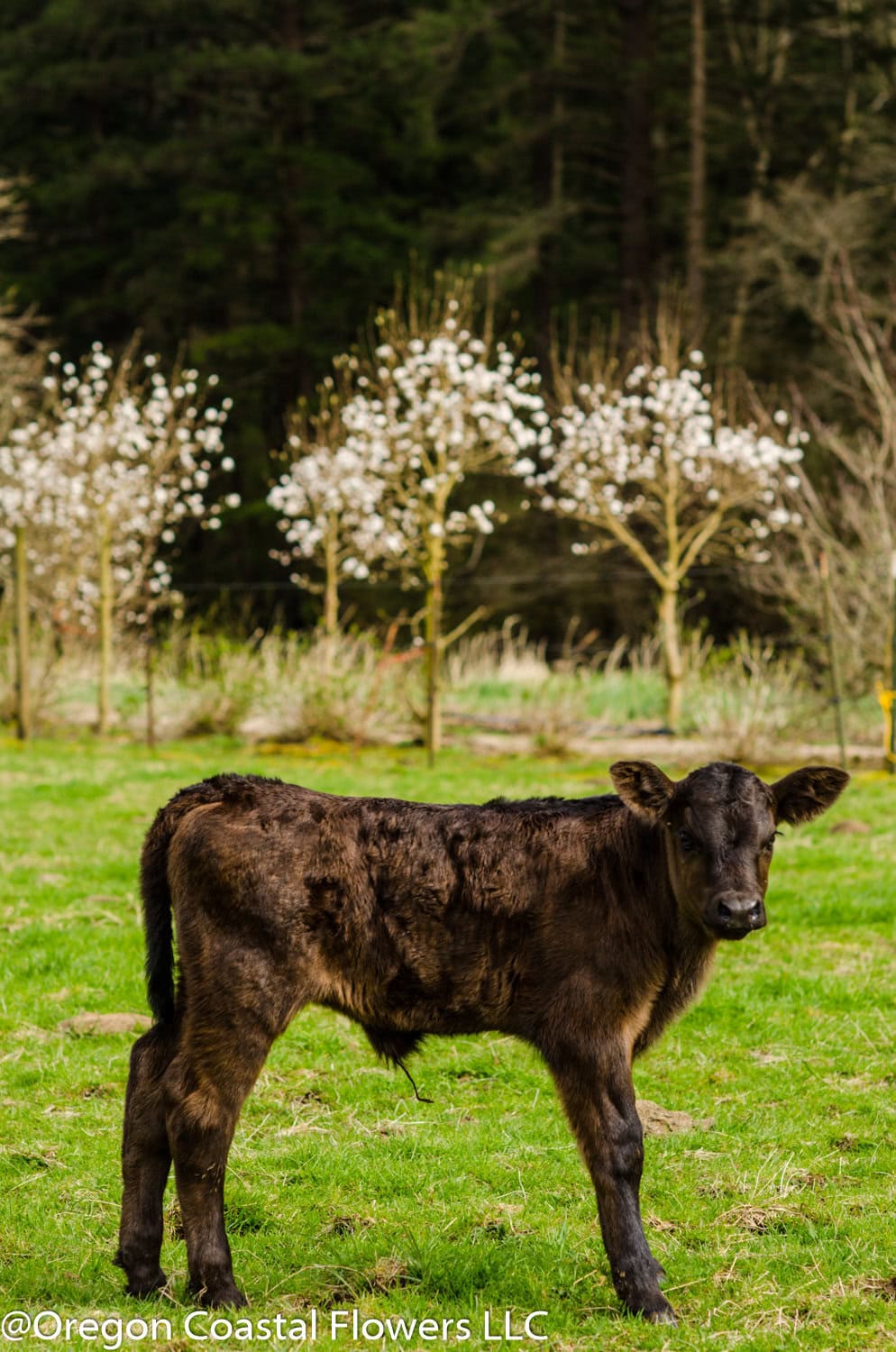 New Baby Calf on Oregon Coastal Flowers