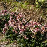 hellabores blooming