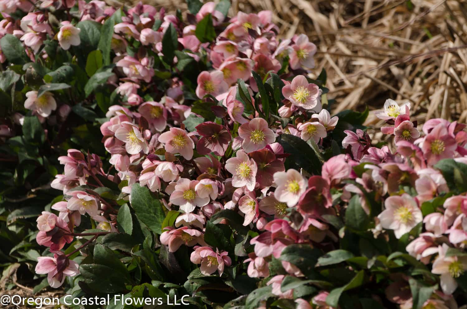 Hellabores Blooming