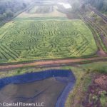 oregon coast pumpkin patch & corn maze | Oregon Coastal Flowers LLC oregon coast pumpkin patch & corn maze