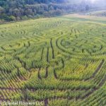 oregon coast pumpkin patch & corn maze | Oregon Coastal Flowers LLC oregon coast pumpkin patch & corn maze