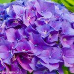 purple hydrangea