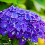 purple oregon pride hydrangea black stems