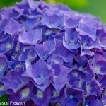 purple oregon pride hydrangea black stems