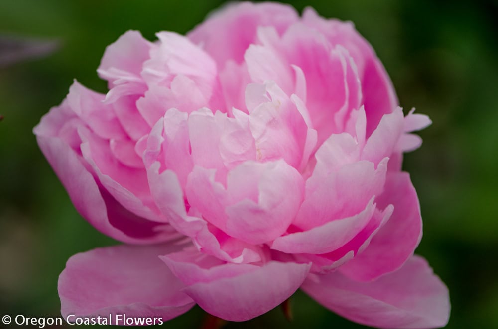 pink ice peony | Oregon Coastal Flowers LLC pink ice peony