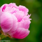 pink ice peony | Oregon Coastal Flowers LLC pink ice peony