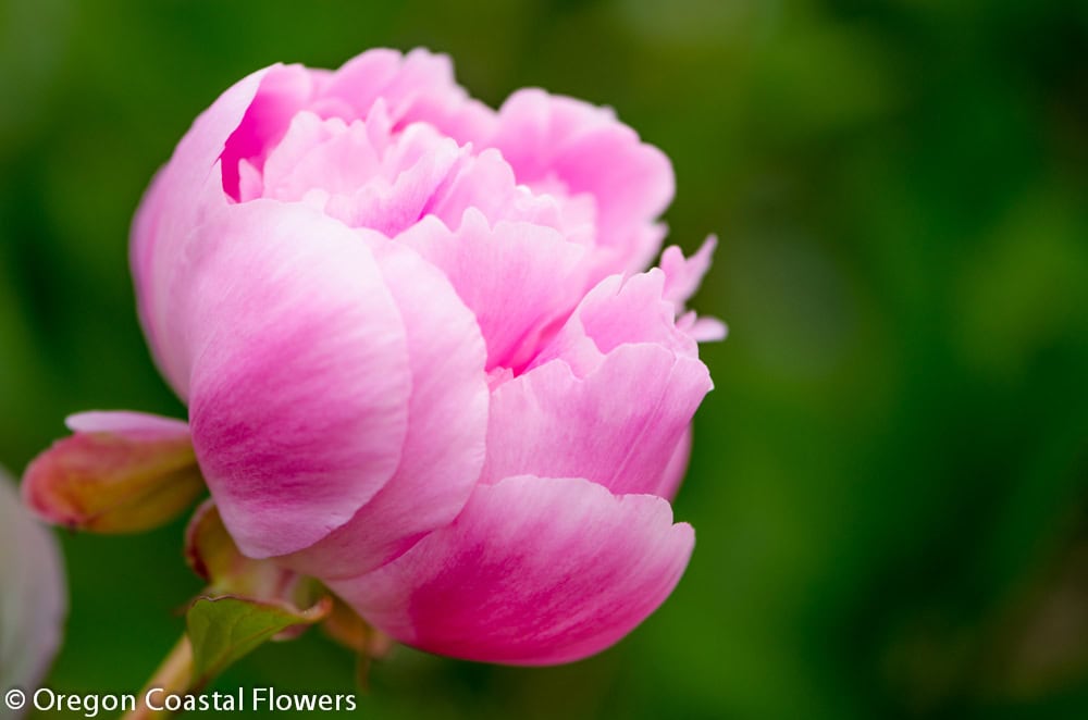 5.13.19 Fresh Cut Peonies for Mother’s Day