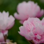 blush peony | Oregon Coastal Flowers LLC blush peony