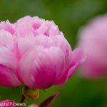 pink peony | Oregon Coastal Flowers LLC pink peony