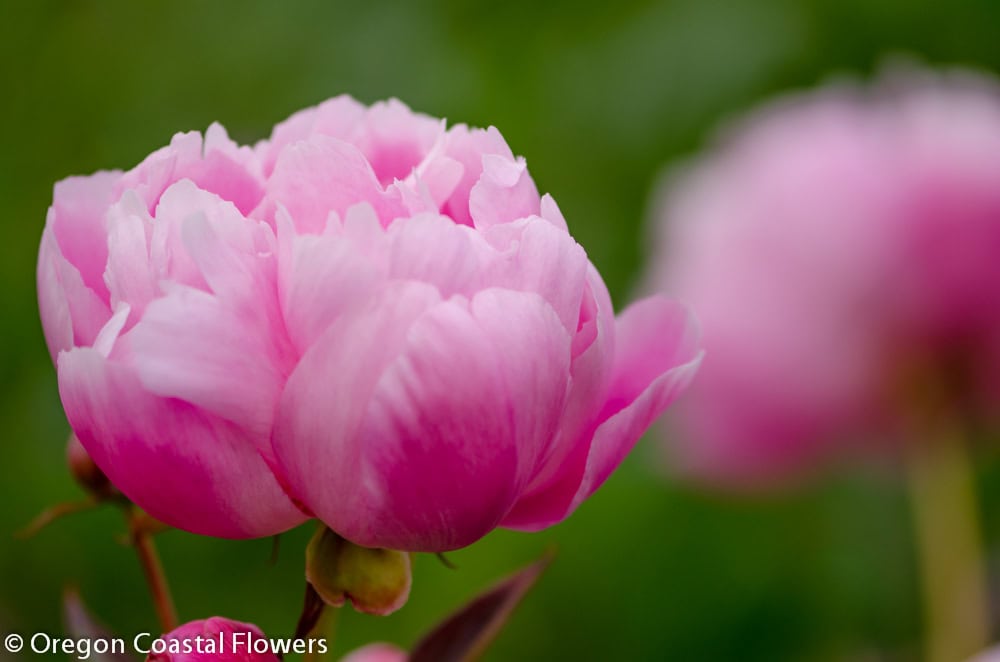 Pink Peony Oregon Coastal Flowers Peony Farm 6.01.17