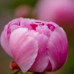 pink peony | Oregon Coastal Flowers LLC pink peony