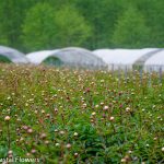 peony farm | Oregon Coastal Flowers LLC peony farm