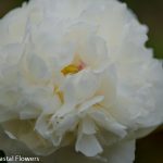 white peony | Oregon Coastal Flowers LLC white peony