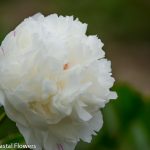 white peony | Oregon Coastal Flowers LLC White Peony Cut Flowers