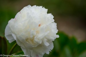 white peony | Oregon Coastal Flowers LLC White Peony Cut Flowers