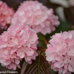 pink snowball viburnum | Oregon Coastal Flowers LLC pink snowball viburnum