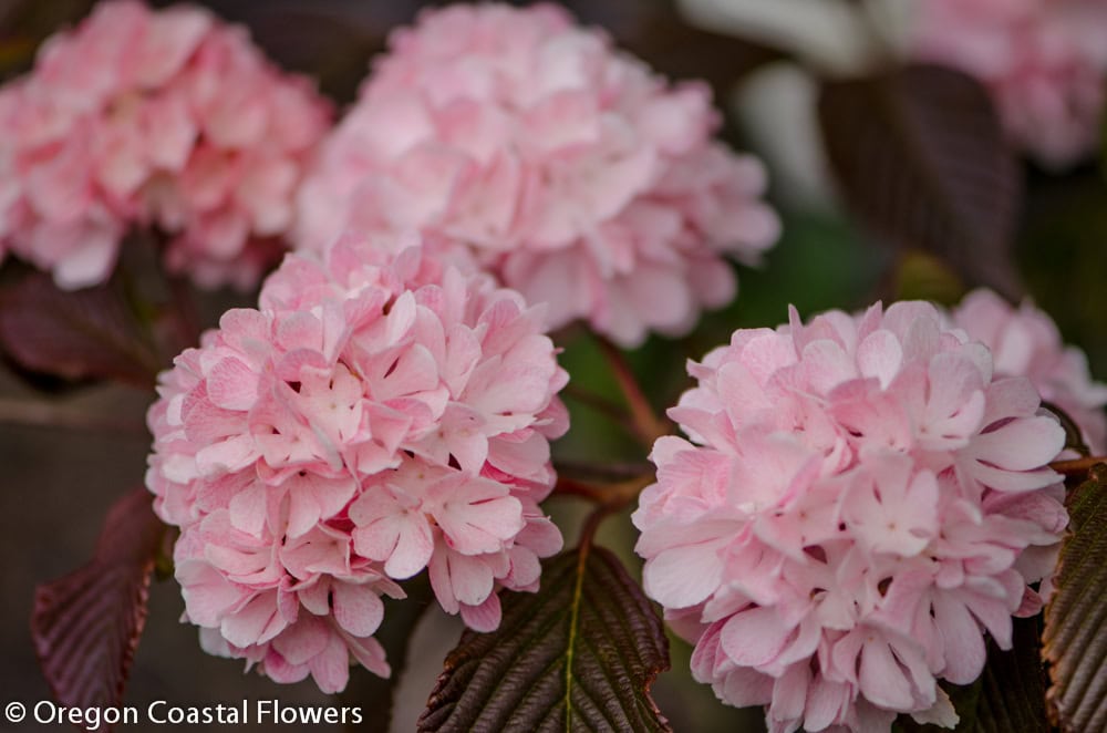 Pink Snowball Viburnum Specialty Cut Flowers