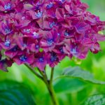 red pistacio hydrangea | Oregon Coastal Flowers LLC red pistacio hydrangea