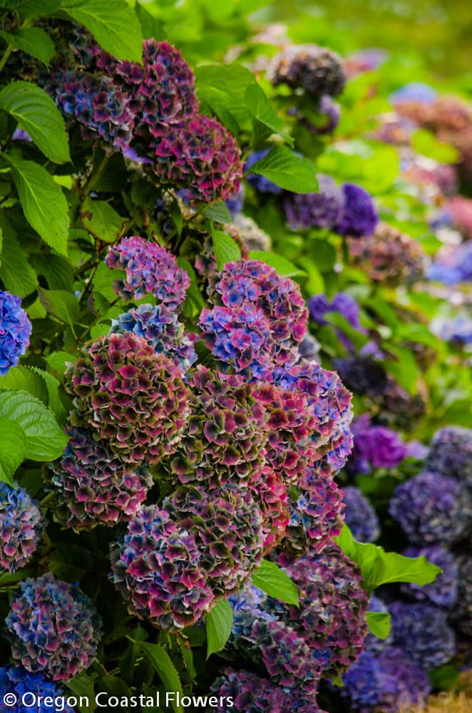 World Famous Antique Hydrangea in Jewel Tone Colors 8.14.17