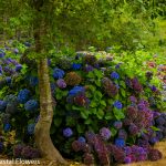 antique hydrangea | Oregon Coastal Flowers LLC antique hydrangea