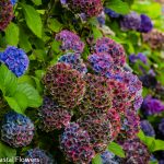 antique hydrangea | Oregon Coastal Flowers LLC World Famous Antique Hydrangea
