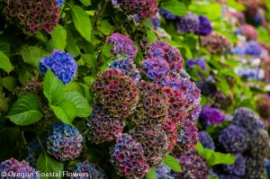 antique hydrangea | Oregon Coastal Flowers LLC World Famous Antique Hydrangea