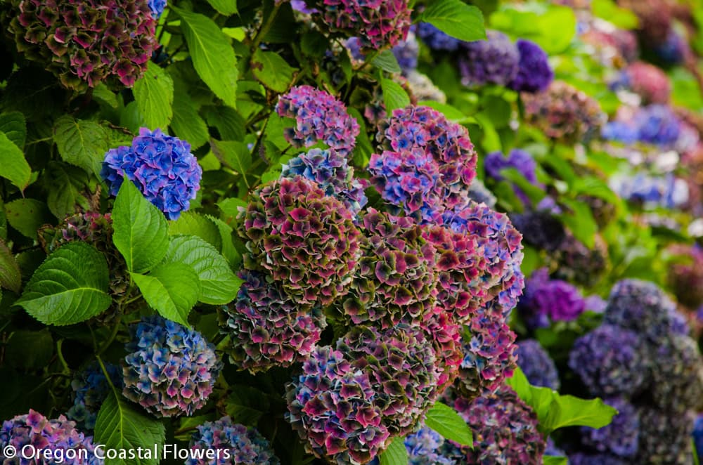 antique hydrangea | Oregon Coastal Flowers LLC World Famous Antique Hydrangea