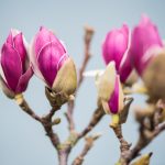 blooming tulip magnolia