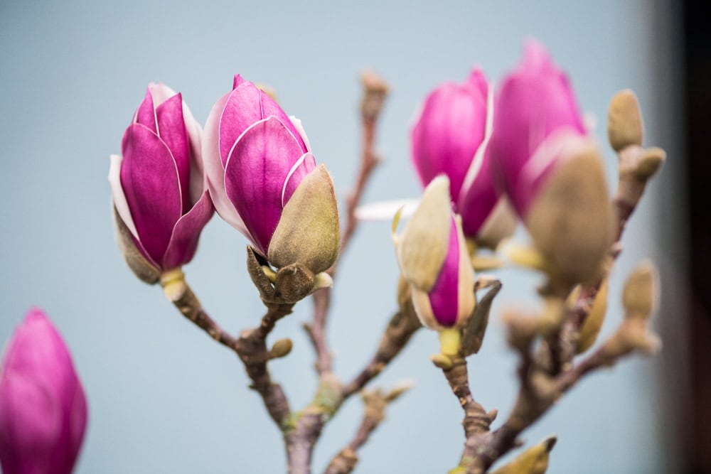 tulip-magnolia-flowering-branches-wholesale