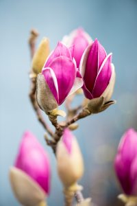 blooming tulip magnolia | Oregon Coastal Flowers LLC blooming tulip magnolia